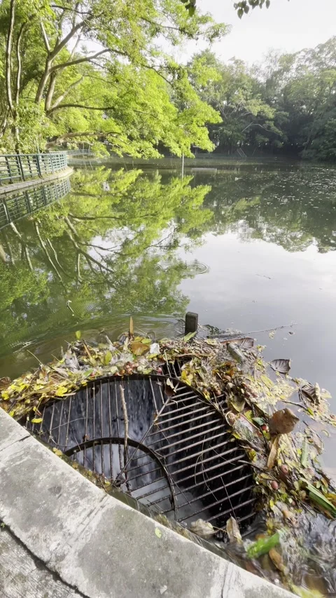 Waterways drainage and tree on the edge of the lake Stock Footage 301878090