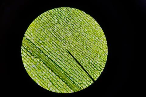 Waterweed through microscope Stock Photos