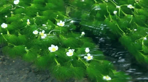 Waterweed in a water stream Stock Footage 48947359