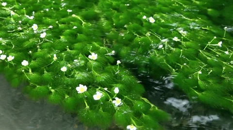 Waterweed in a water stream Stock Footage 48947379