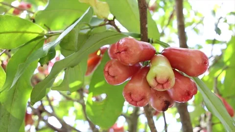 Watery Rose Apple Stock Footage 130896013