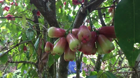 Watery Rose Apple Stock Footage 130896037