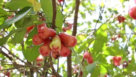 Watery Rose Apple Stock Footage 130896048