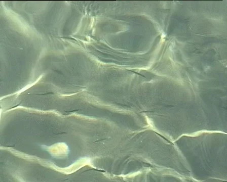 Wateryfish Vídeo Stock 199197