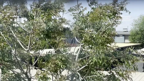 Wathing Tree Against Wind Through Window Stock Footage 239583630