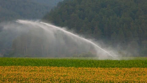 Watter fields Video stock 81696076