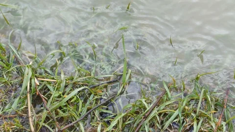 Watter Hitting The Shore Grass Stock Footage 88416894