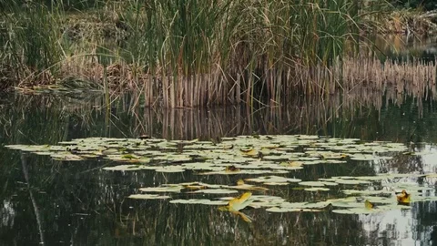 Watter lillyes on lake Stock Footage 80681312