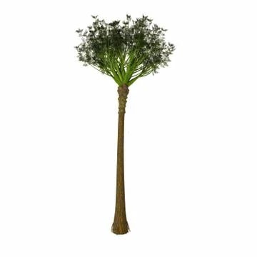 Wattieza Tree Stock Illustration