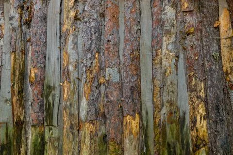 Wattle and daub ceiling texture and flat full frame background Photos