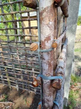 Wattle and daub construction Stock Photos