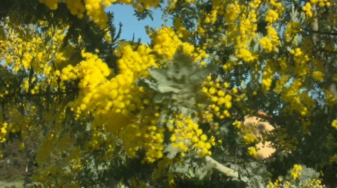 Wattle branch swaying in the wind Video stock 498006