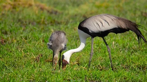 Wattle Crane feeding chick Stock Footage 70789252