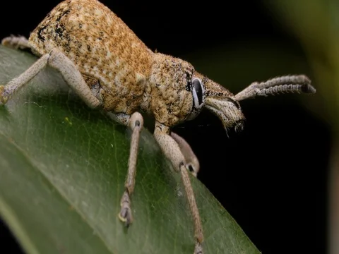 Wattle Pig Weevil beetle insect macro footage Stock Footage