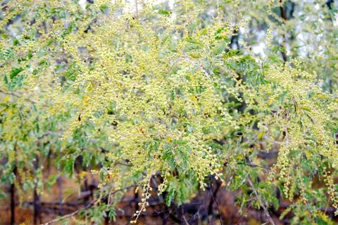 Wattle tree Stock Photos
