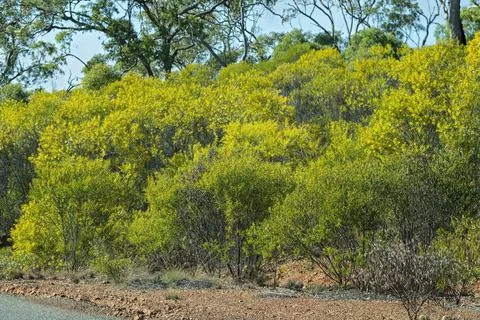 Wattle Trees In Bloom Stock Photos