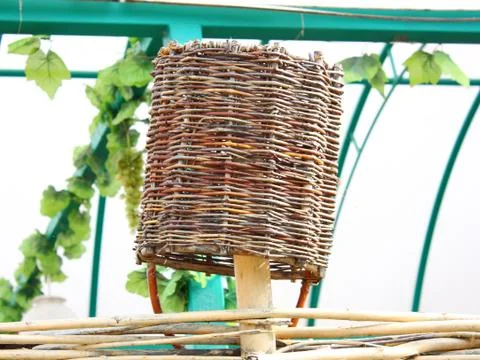 The wattled basket Stock Photos