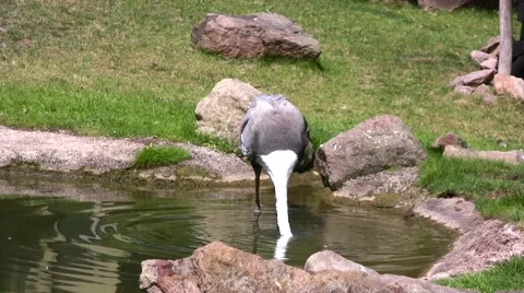 Wattled Crane dipping its beak in a pond Video stock 51384923