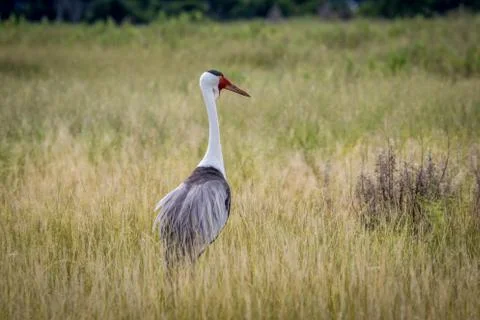 Wattled crane in high grass. Stock Photos