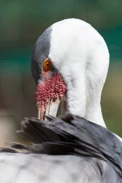 Wattled Crane 스톡 사진