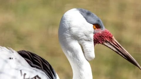 Wattled Crane Foto stock