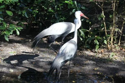 Wattled crane Stock Photos