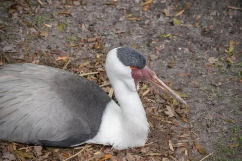 Wattled Crane 库存照片