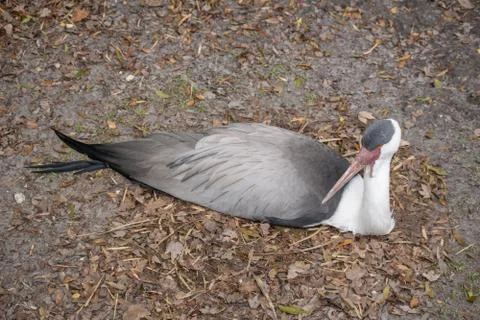 Wattled Crane Stock Photos