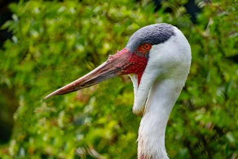 Wattled Crane Stock Photos