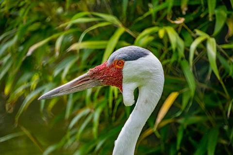 Wattled Crane Stock Photos