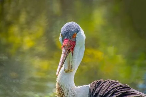 Wattled Crane Stock Photos