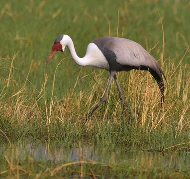 Wattled Crane Stock Photos
