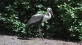 Wattled Crane standing in front of rhododendron bushes 4k or 4k+ Resolution
