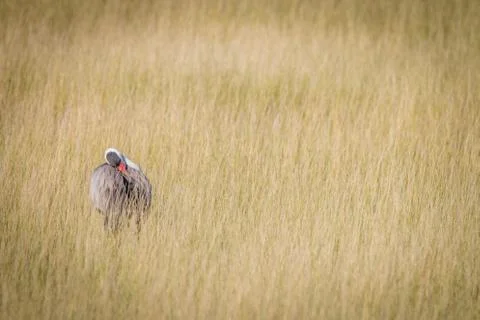 A Wattled crane walking in the grass. Stock Photos