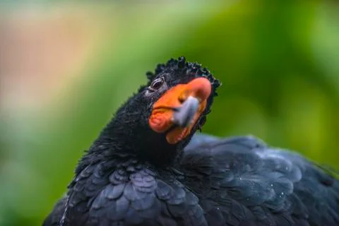 Wattled curassow Stock Photos