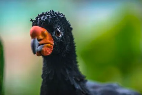Wattled curassow Stock Photos
