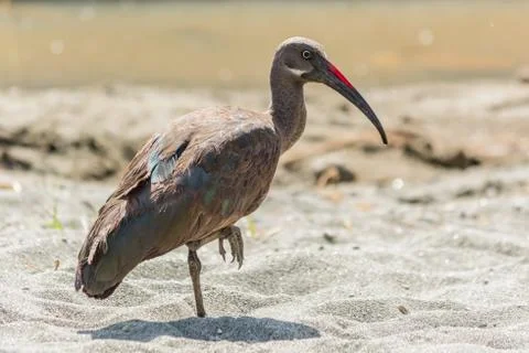 Wattled Ibis Stock Photos
