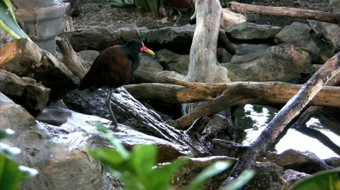 Wattled Jacana bathing on rocks Stock Footage 277660