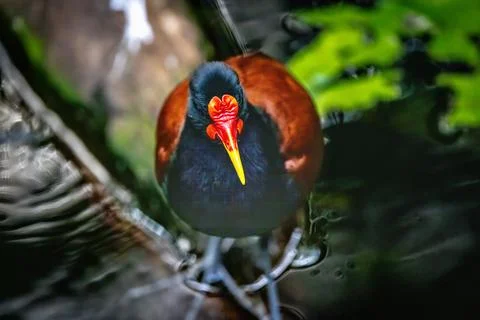 Wattled Jacana Stock Photos
