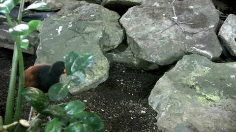 Wattled Jacana walking between rocks Stock Footage 276227