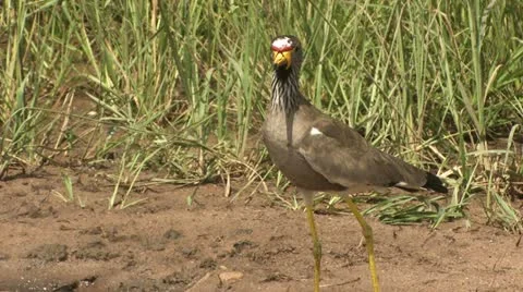 Wattled plover Video stock 22322156