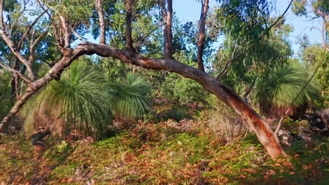 Wattlepoint final grade00001235 動画素材 137144553