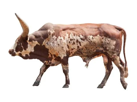 Watusi  big ox cow Stock Photos