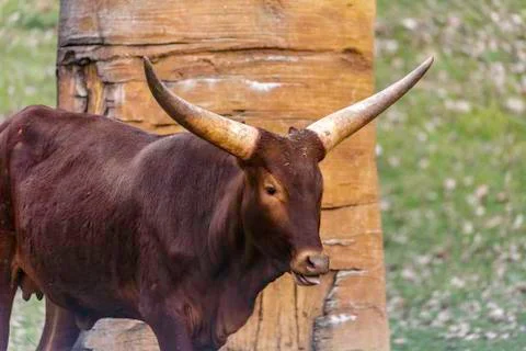 The watusi cattle Stock Photos