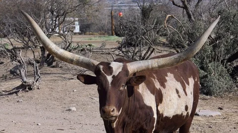 Watusi cattle shows its impressive horns zoom in Stock Footage 86138829