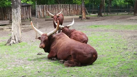 Watusi cows of an exotic breed graze and lie on the grass in livestock farm Stock Footage 227773443