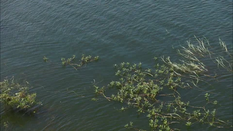 Wave and aquatic plants Stock Footage
