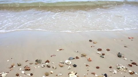 Wave and sea shells on the beach Stock Footage 55631383