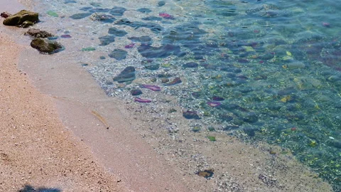 Wave with blue ocean beach. Video stock 148516739