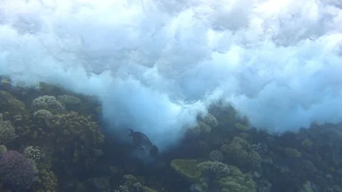 Wave crashes on a coral reef. Inside of breaking wave underwater. Slow motion Video stock 170197918